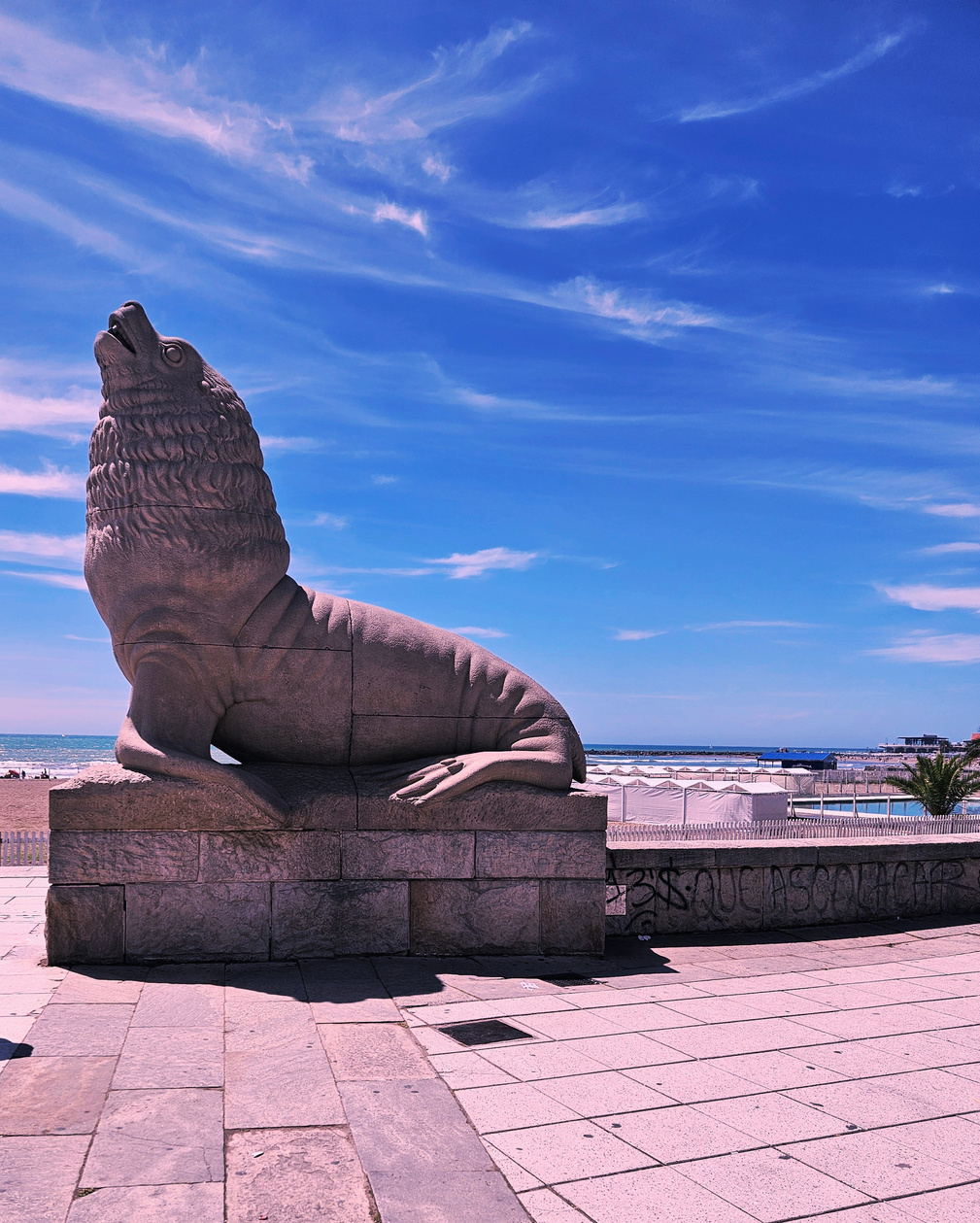 Lobo marino en Mar del Plata
